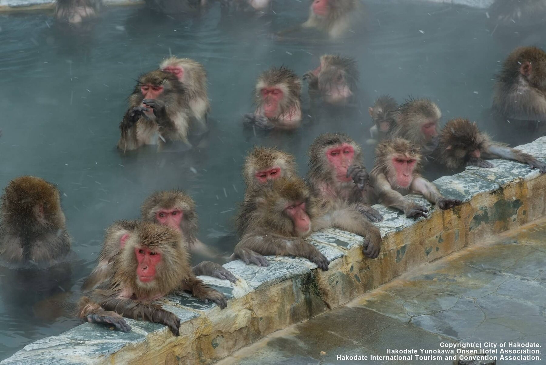 Monkeys at Hakodate Tropical Botanical Garden. Hot-spring bathing is seasonal.