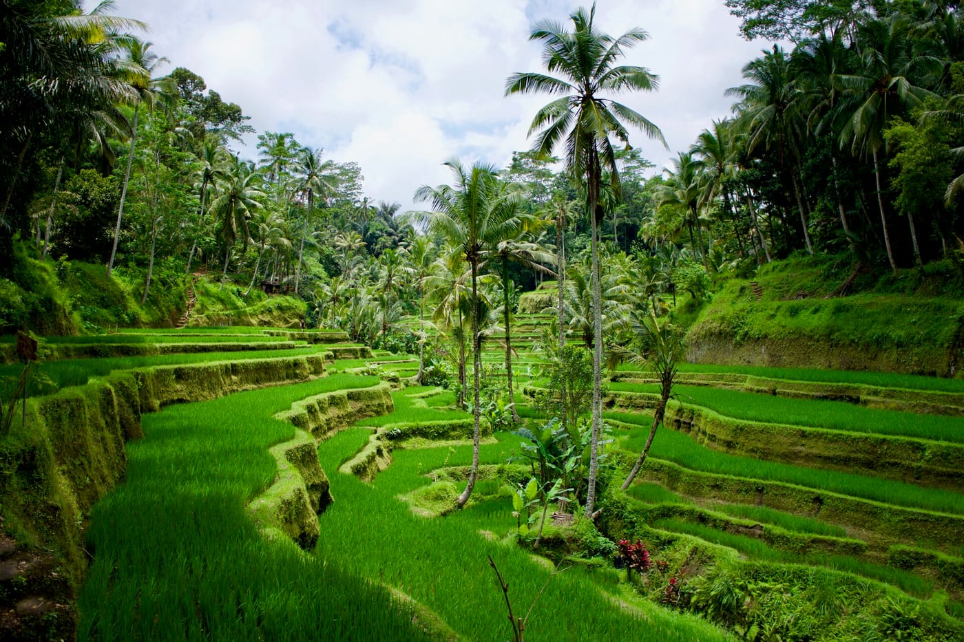 Green landscape in Ubud, Bali