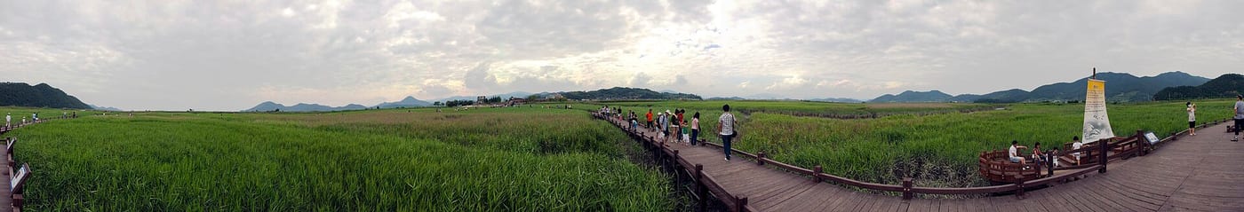 A panorama of reeds and a wooden boardwalk at Suncheon Bay