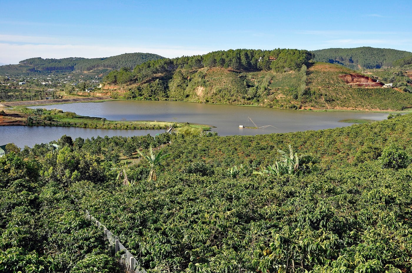 Reference view of a coffee plantation near Da Lat. This photo doesn’t identify the booked operator or confirm a northern location.