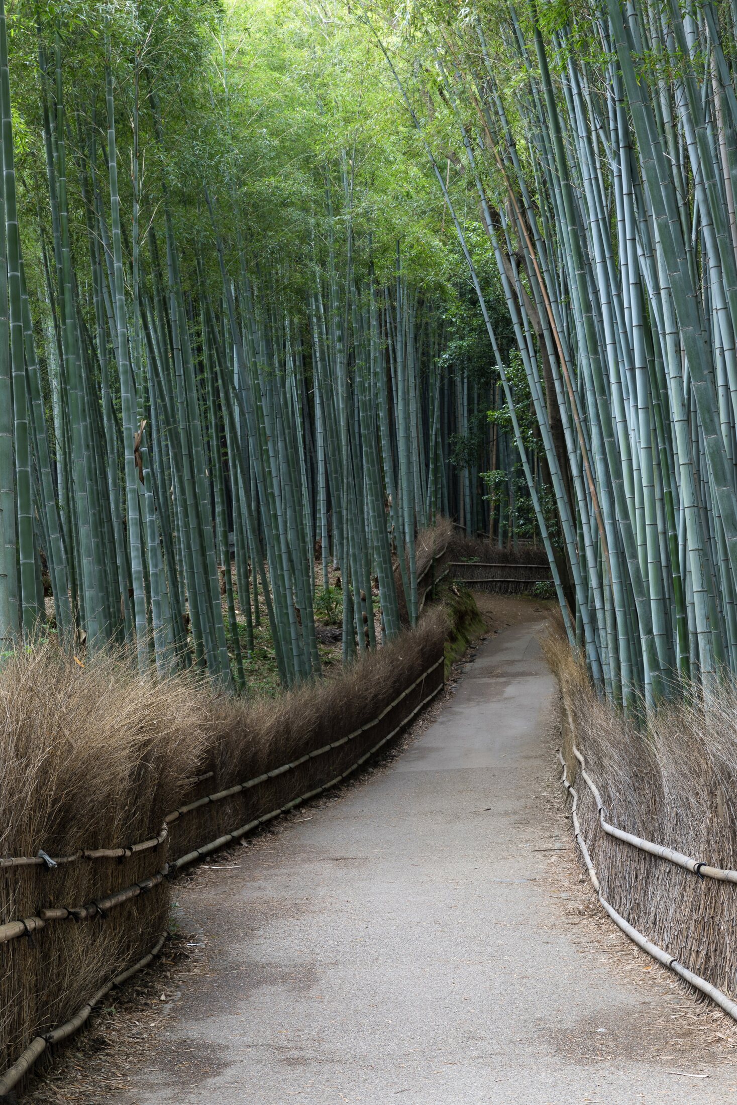 The bamboo paths of Arashiyama. Allow a separate transfer to Kinkaku-ji.
