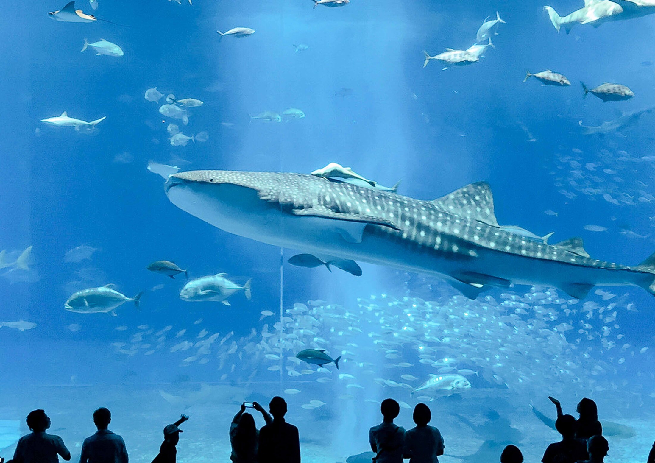 Okinawa Churaumi Aquarium, an indoor stop during the northern coastal drive.