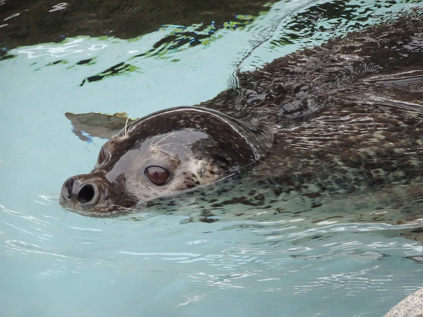 A seal swimming in its pool at Asahiyama Zoo