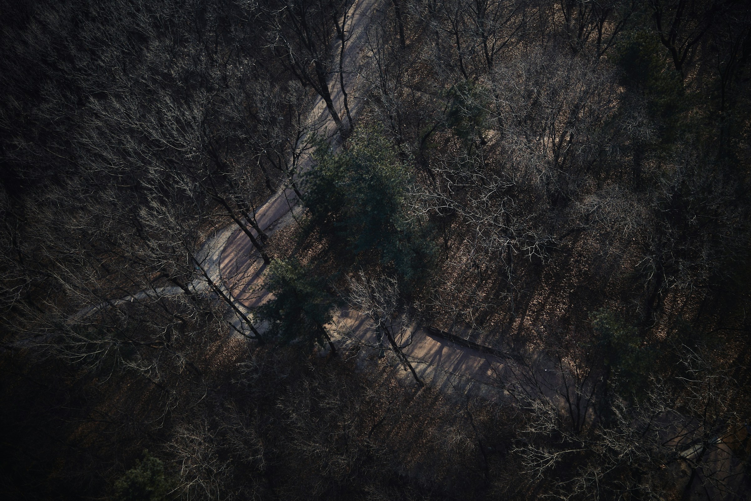 A view down onto winter woodland paths at Dream Forest