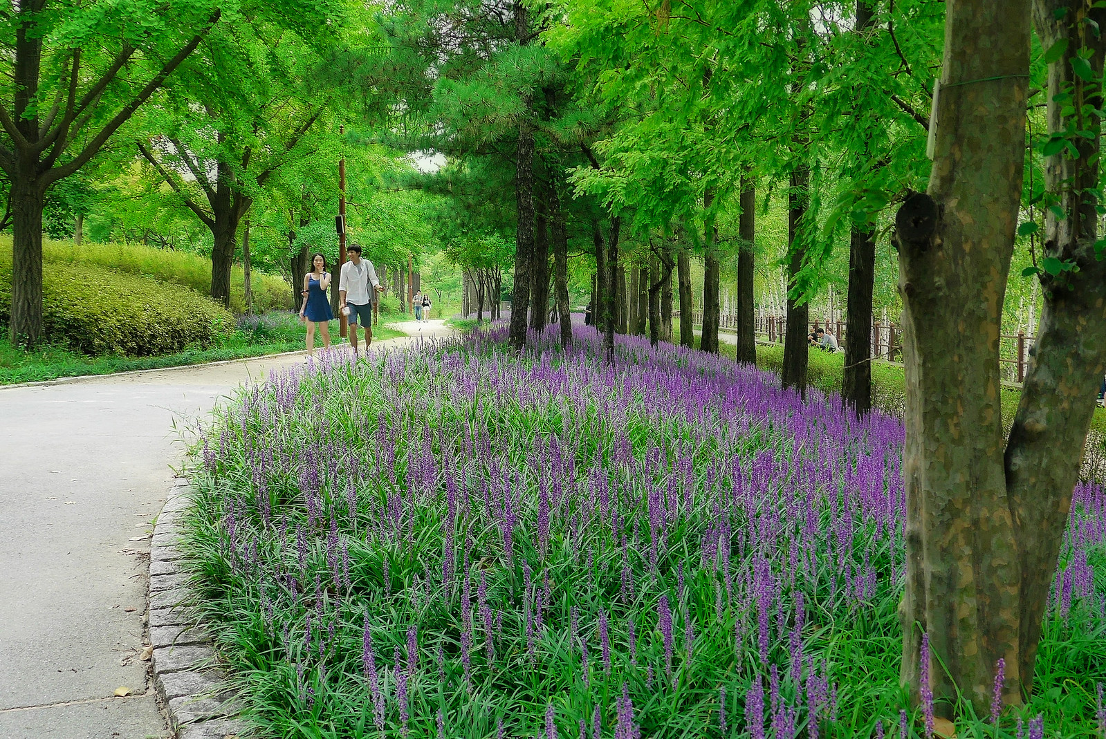 A flower-lined path among trees at Seonyudo Park