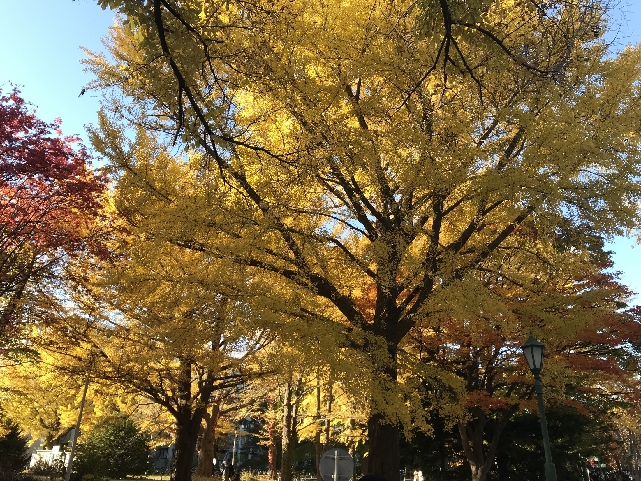 The ginkgo avenue at Hokkaido University. Yellow foliage is an autumn scene.